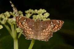Caprona ransonnettii potiphera