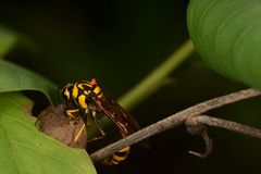 Phimenes flavopictus flavopictus