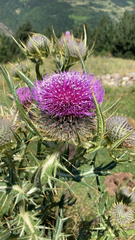 Cirsium eriophorum
