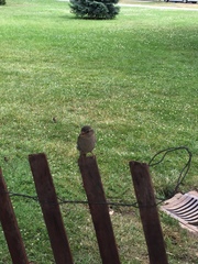 Passer domesticus