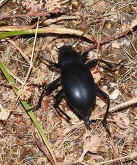 Blaps lusitanica