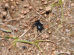 Blaps lusitanica