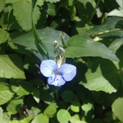 Commelina tuberosa