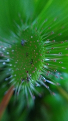 Drosera rotundifolia image