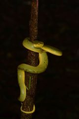 Craspedocephalus gramineus