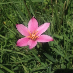 Zephyranthes fosteri