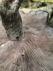 Lepista fibrosissima