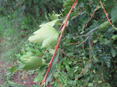 Ribes diacanthum