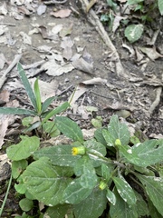 Carpesium divaricatum