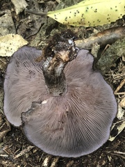 Lepista fibrosissima