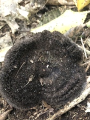 Lepista fibrosissima