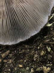 Lepista fibrosissima