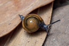 Ariophantidae