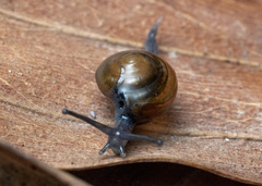 Ariophantidae