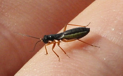 Pithanus maerkelii