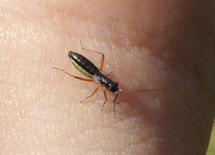 Pithanus maerkelii