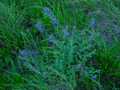Nepeta × faassenii