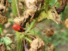 Pyrrhocoris apterus