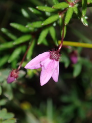 Tetratheca ericifolia