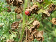 Pyrrhocoris apterus
