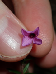 Tetratheca ericifolia