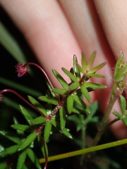 Tetratheca ericifolia