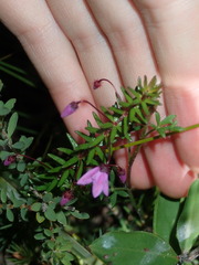 Tetratheca ericifolia