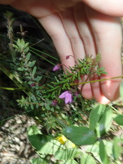 Tetratheca ericifolia