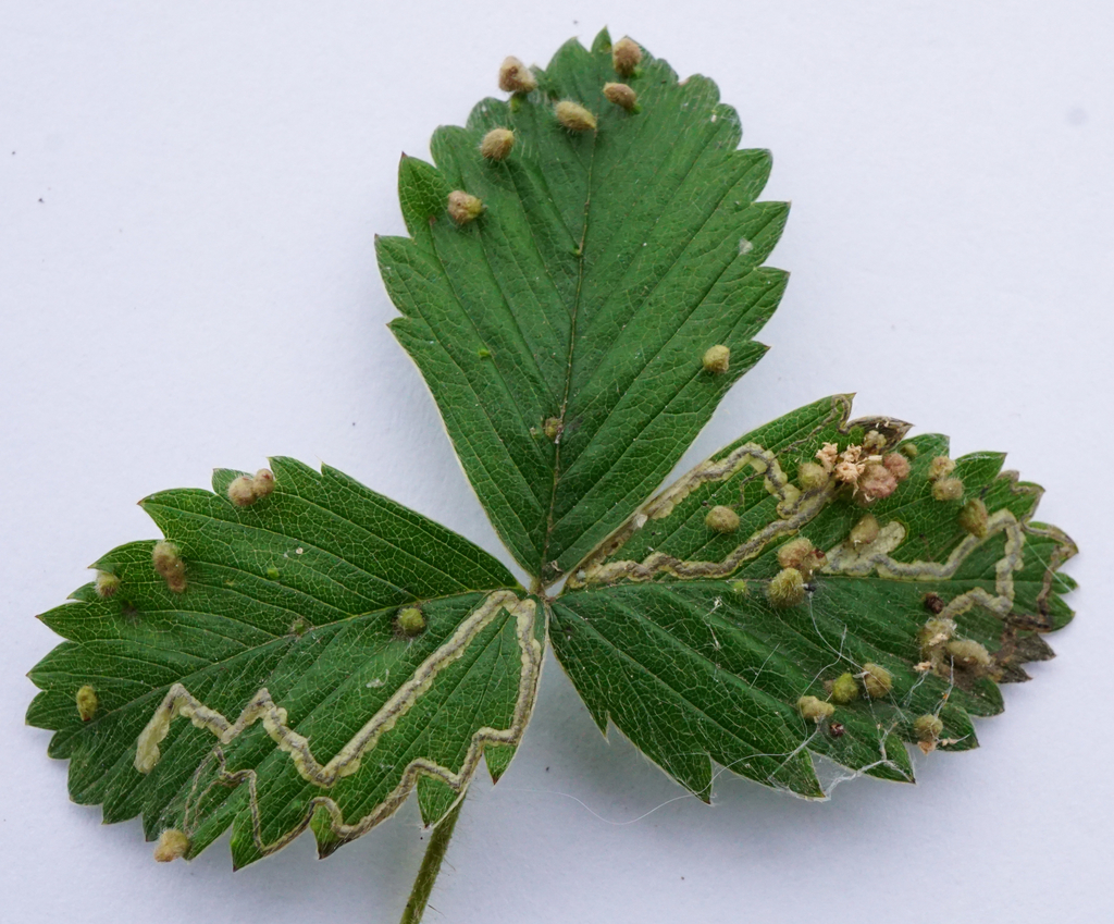 Fragariocoptes setiger