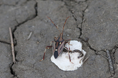 Poecilometis calidus