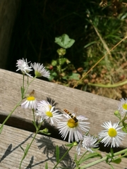 Sphaerophoria scripta