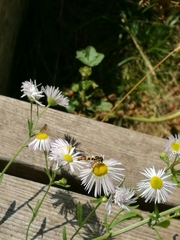 Sphaerophoria scripta