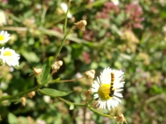 Sphaerophoria scripta