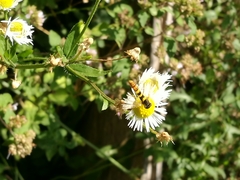 Sphaerophoria scripta