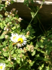 Sphaerophoria scripta