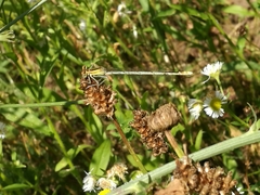 Platycnemis pennipes