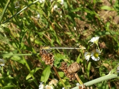 Platycnemis pennipes