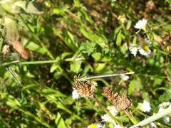 Platycnemis pennipes