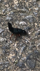 Platydracus fulvipes