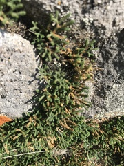 Selaginella sanguinolenta