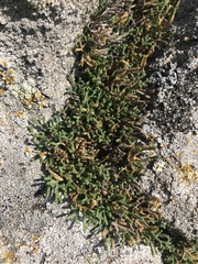 Selaginella sanguinolenta