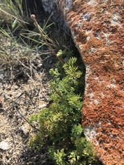 Pulsatilla tenuiloba