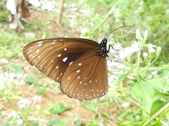 Euploea phaenareta pavettae