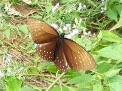 Euploea phaenareta pavettae