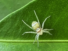 Phintella piatensis