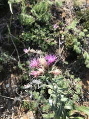 Saussurea salicifolia