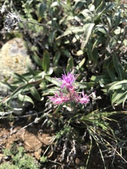 Saussurea salicifolia