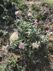 Saussurea salicifolia