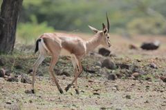 Gazella bennettii