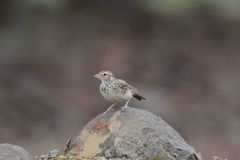 Mirafra erythroptera